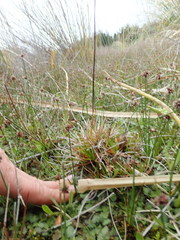 Juncus caespiticius