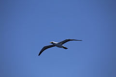 Sula dactylatra tasmani