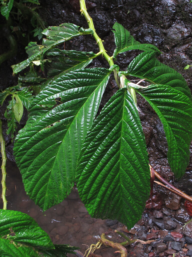 Elatostema macrophyllum (Elatostema macrophyllum)