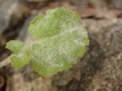 Golovinomyces sonchicola