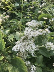 Eupatorium chinense