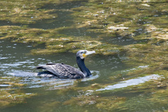 Phalacrocorax carbo hanedae