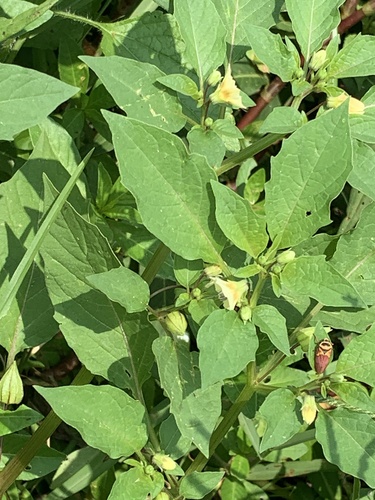 cutleaf groundcherry