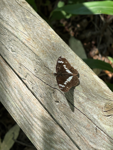 Eurasian White Admiral