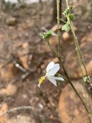 Hibiscus meyeri meyeri