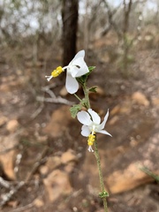 Hibiscus meyeri meyeri