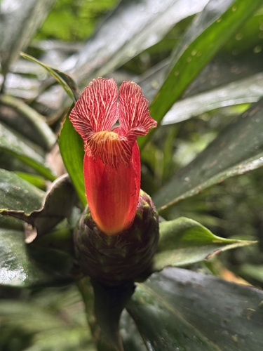 Costus laevis (Costus laevis)