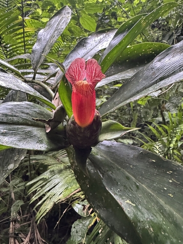 Costus laevis, photograph 5