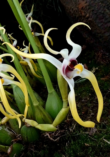 Maxillaria dillonii