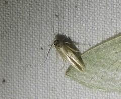 Thiotricha parthenica