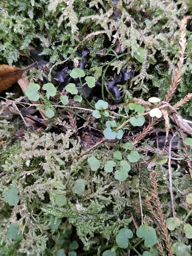 Cardamine corymbosa, photograph 6
