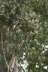 Eucalyptus sieberi