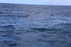 Procellaria parkinsoni