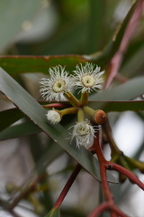 Eucalyptus sieberi