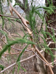 Asparagus buchananii