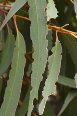 Eucalyptus sieberi