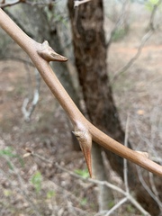 Asparagus buchananii