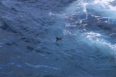 Procellaria parkinsoni