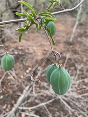 Adenia digitata