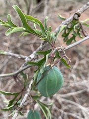Adenia digitata