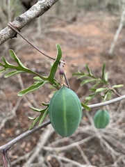 Adenia digitata