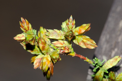 Cupressus pygmaea