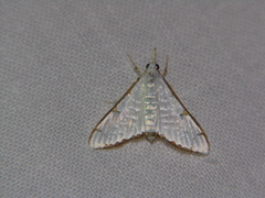 Cirrhochrista aetherialis