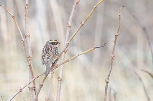 Siberian Accentor (Prunella montanella), photo 10