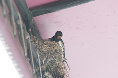 Hirundo rustica