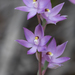 Kath's Sun Orchid - Photo (c) Kym Nicolson, some rights reserved (CC BY), uploaded by Kym Nicolson