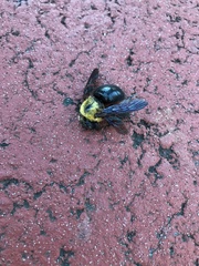 Xylocopa appendiculata circumvolans