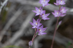 Thelymitra alcockiae