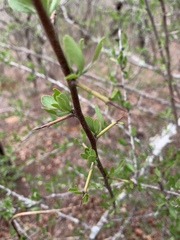 Gymnosporia maranguensis
