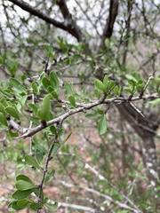 Gymnosporia maranguensis