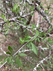 Gymnosporia maranguensis