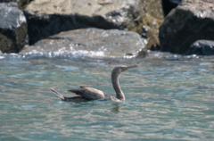 Phalacrocorax nigrogularis