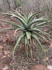 Aloe marlothii marlothii