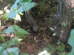 Heloderma horridum