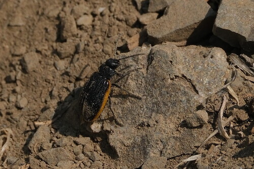 Galeruca rudis photo 4