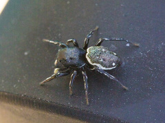 Heliophanus chovdensis