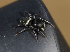Heliophanus chovdensis