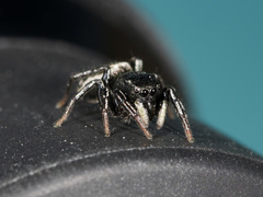 Heliophanus chovdensis