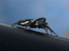 Heliophanus chovdensis