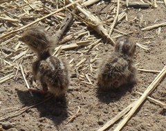 Pterocles quadricinctus