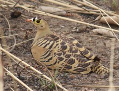 Pterocles quadricinctus