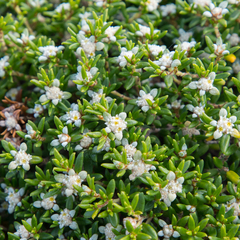 Spyridium phylicoides