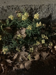 Linaria vulgaris