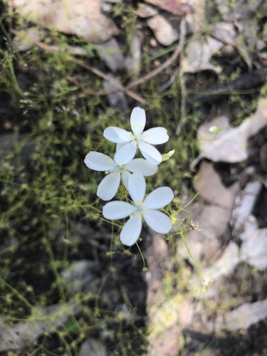Drosera modesta (Drosera modesta)