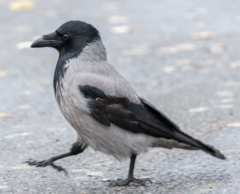 Corvus cornix
