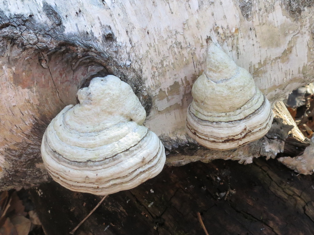 Fomes fomentarius · October 2019 · photo: © repta (iNaturalist, cc-by)